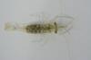 Palaemon longirostris